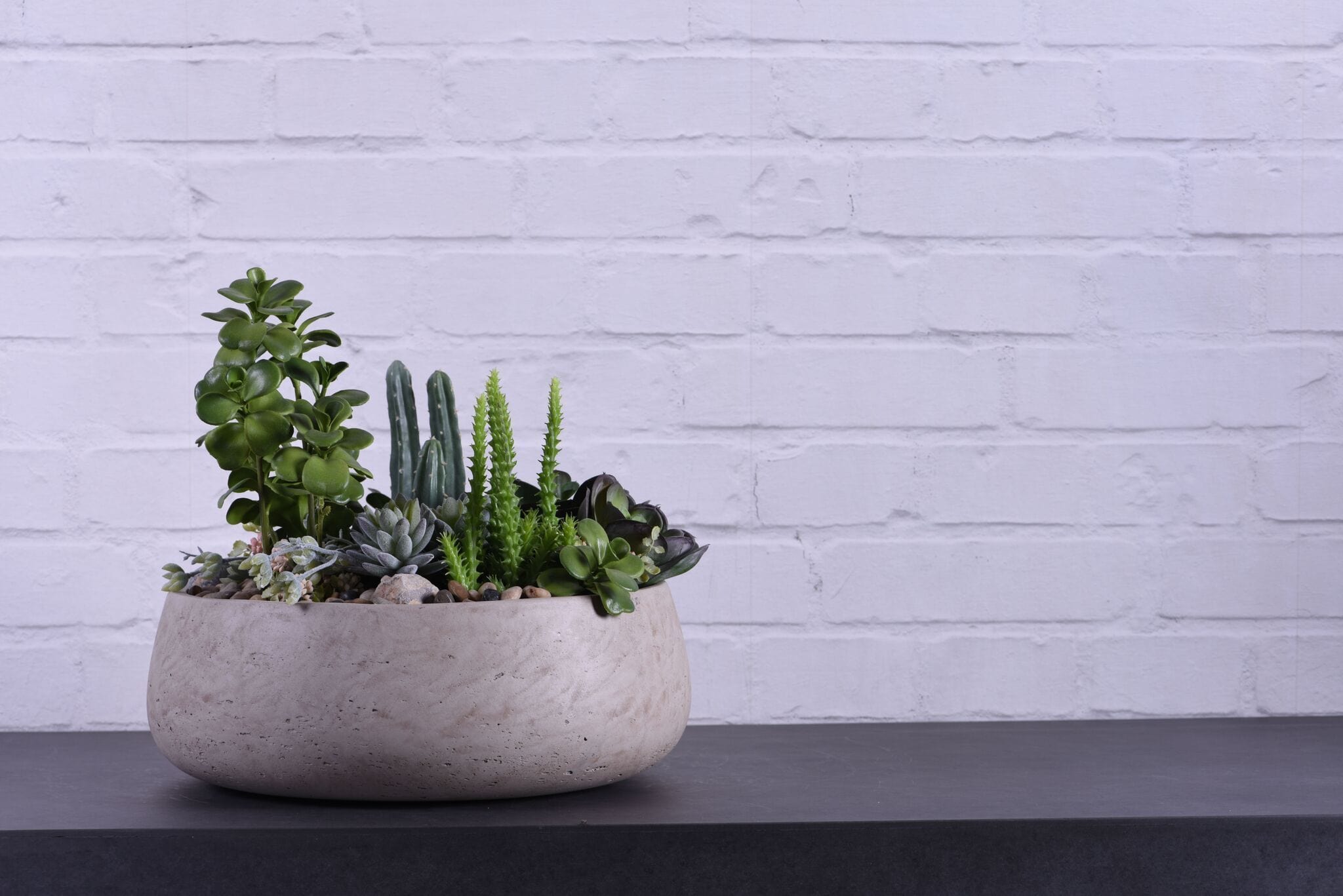 On Trend: Succulents