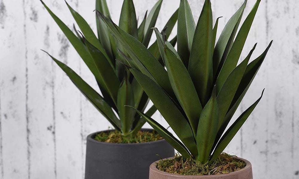 Luxury Artificial Agave