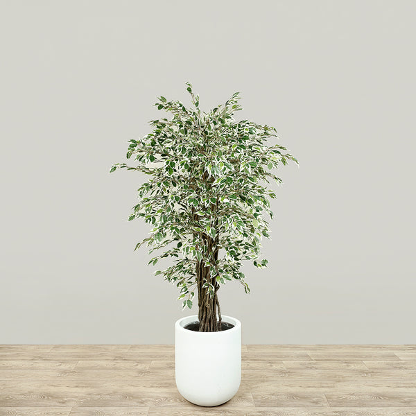 Artificial Mini Ficus Tree <br> 150cm