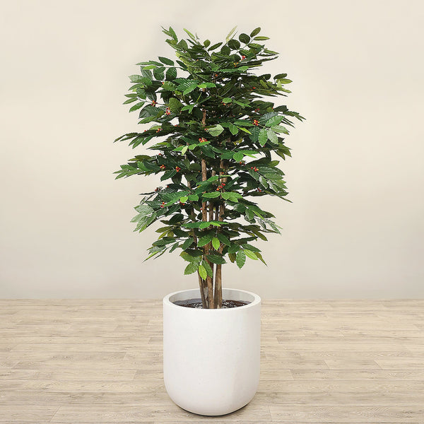 Artificial Coffee Tree <br> 180cm - Bloomr