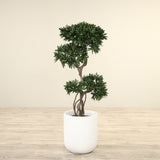 Artificial Podocarpus Tree <br> 120cm - Bloomr