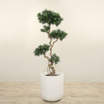Artificial Podocarpus Tree <br> 180cm - Bloomr