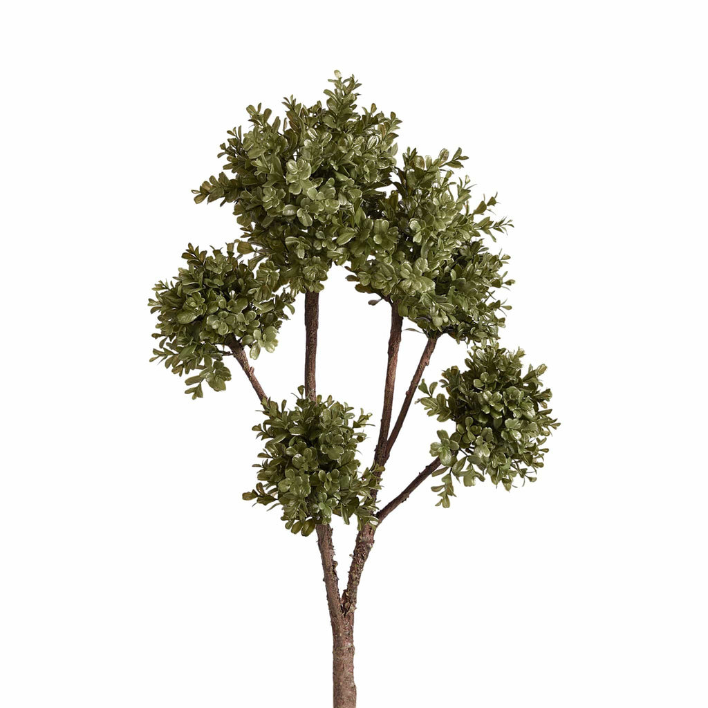 Boxwood Branch - Bloomr