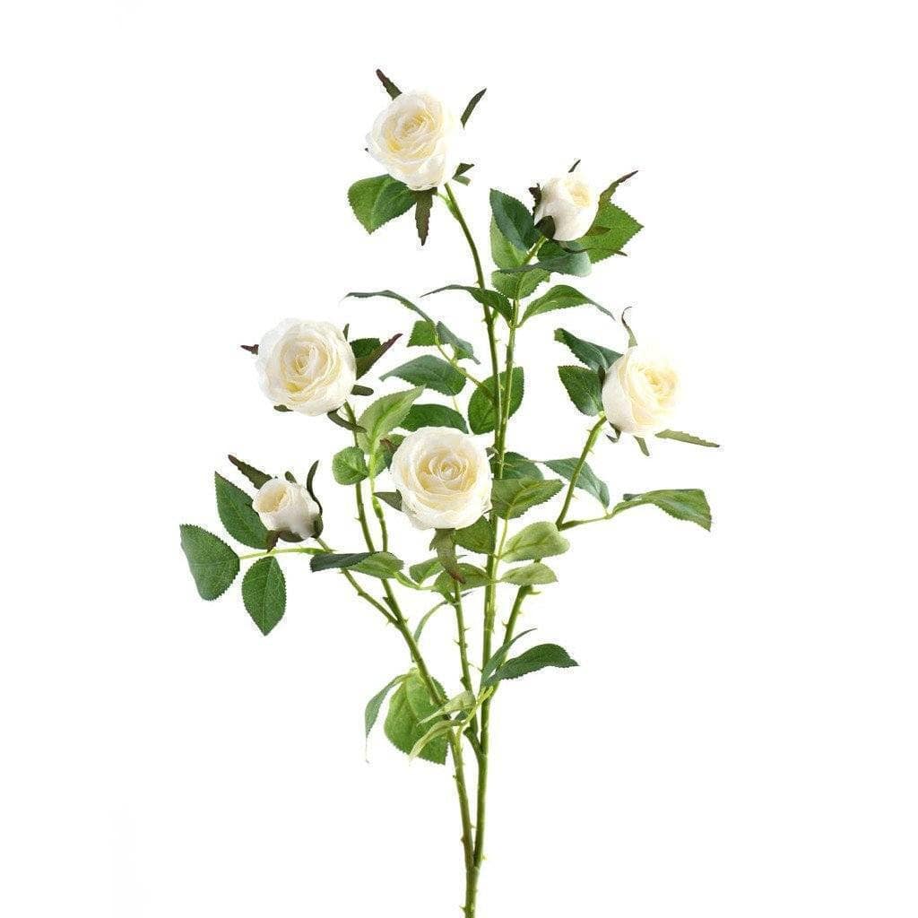Cabbage Rose - Bloomr