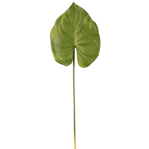 Canna Leaf - Bloomr
