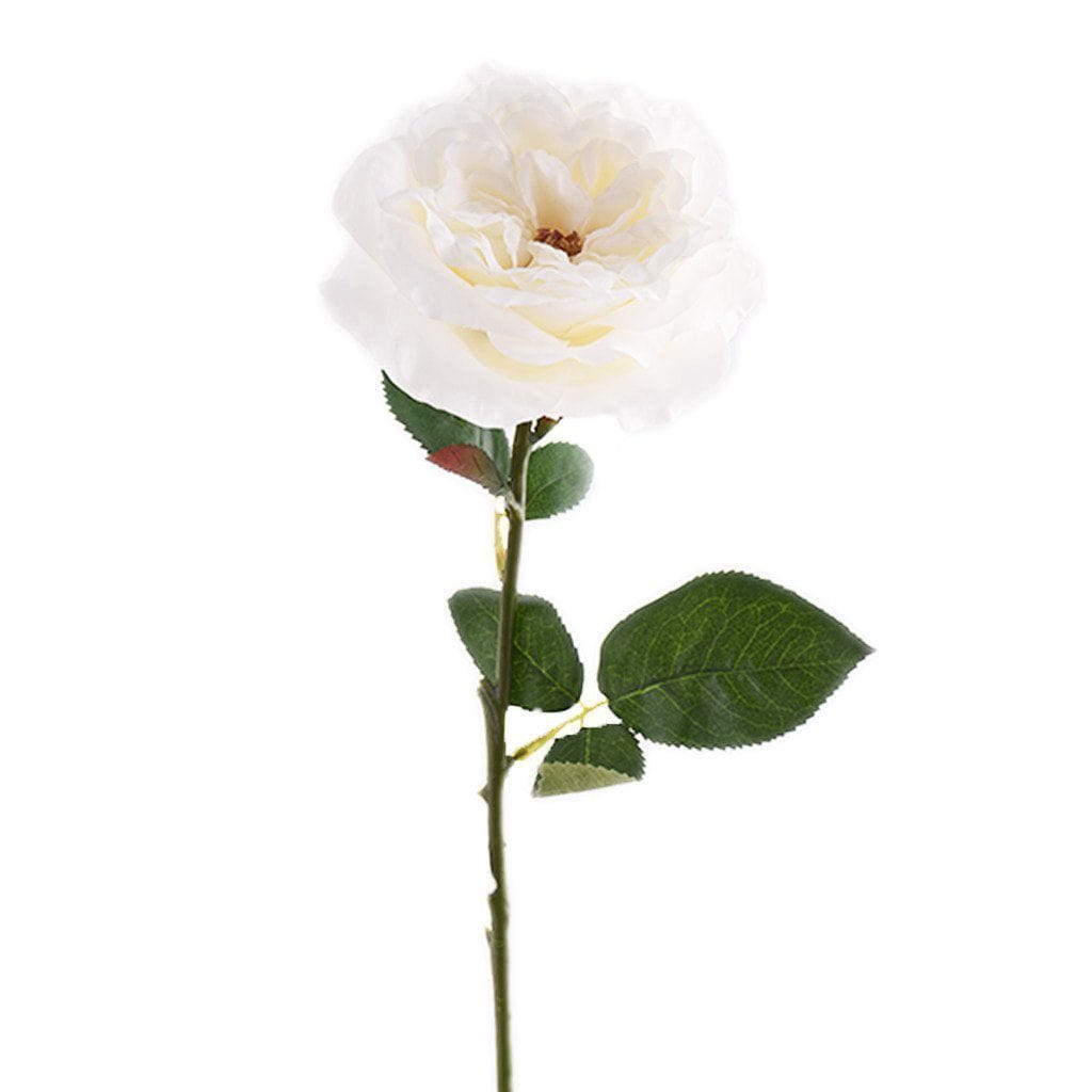 English Rose - Bloomr