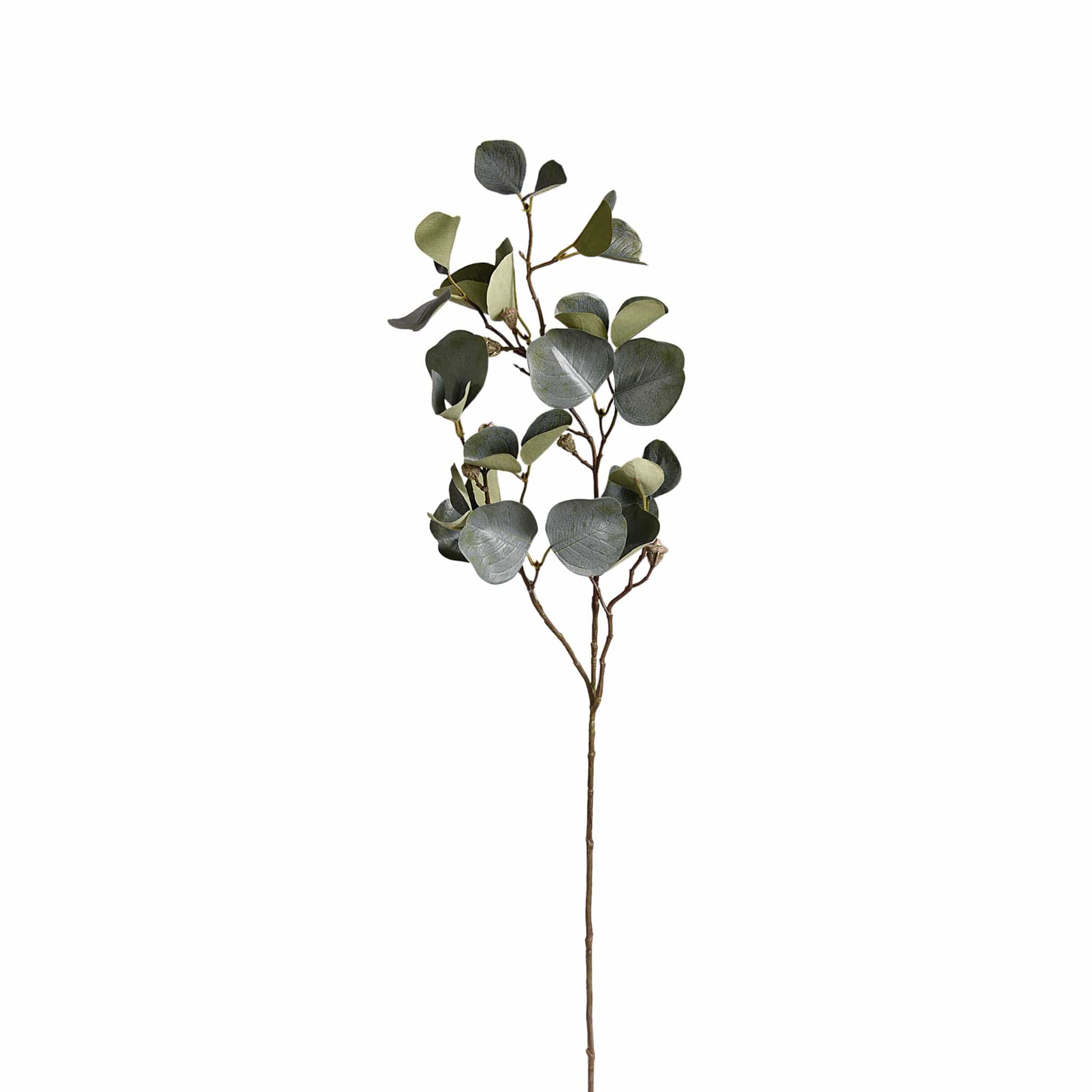 Eucalyptus - Bloomr
