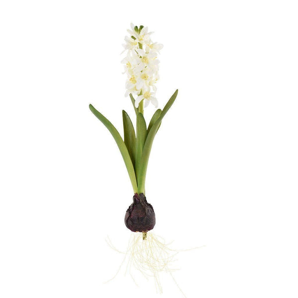 Hyacinth with Bulb - Bloomr