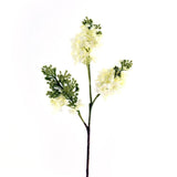 Hybrid Lilac - Bloomr