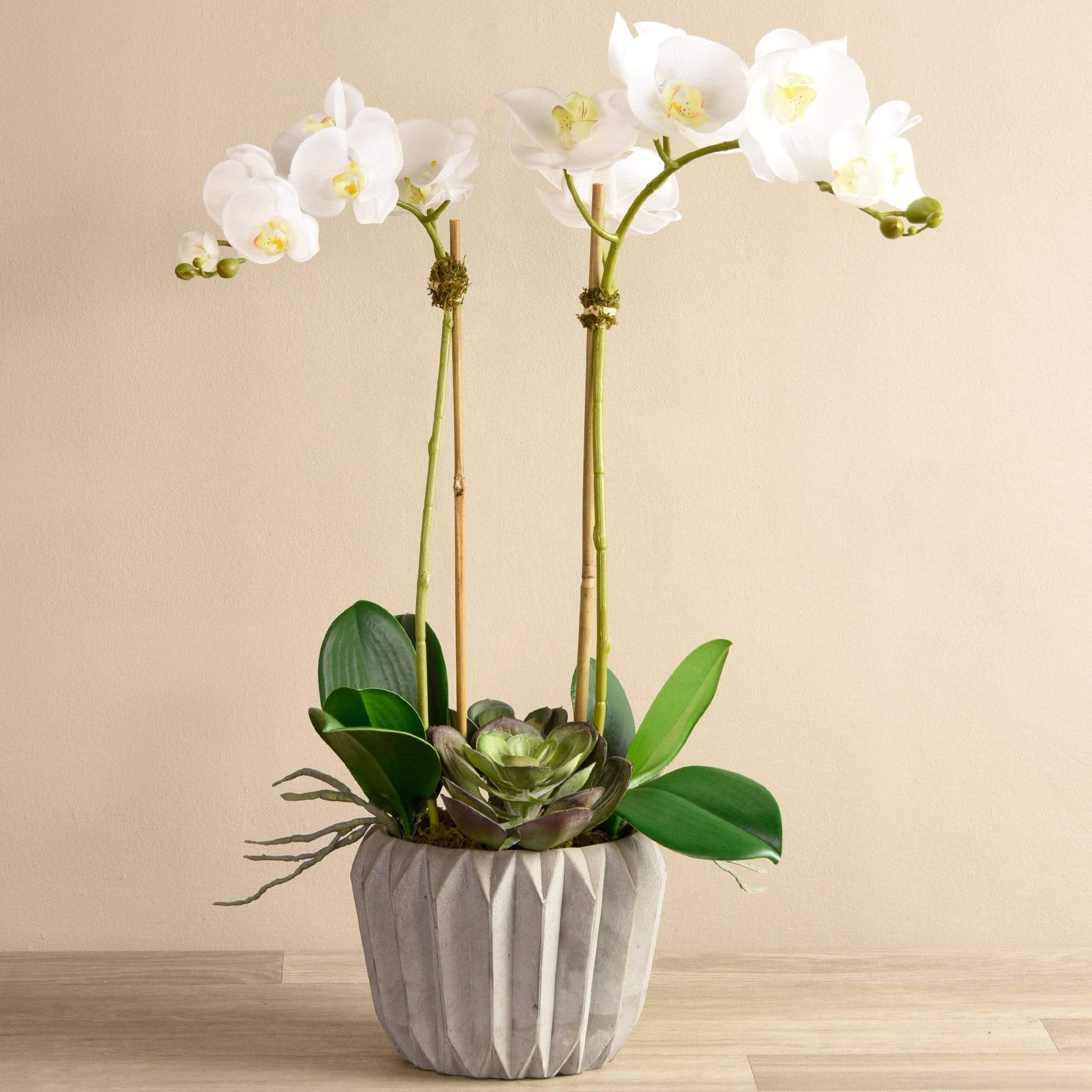 Modern Orchid Arrangement - Bloomr