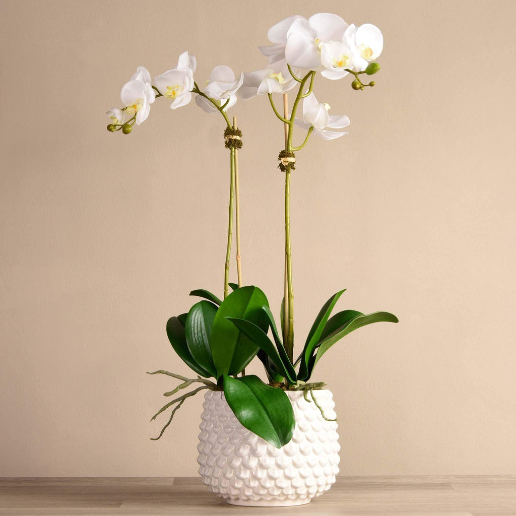 Pearl Orchid Arrangement - Bloomr
