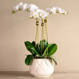 Stella Orchid Arrangement - Bloomr