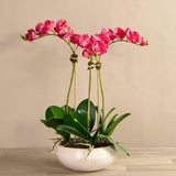 Greenhouse Artificial Orchid Arrangement - Bloomr
