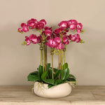 Oasis Artificial Orchids in Cream Pot - Bloomr