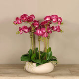 Oasis Artificial Orchids in Cream Pot - Bloomr
