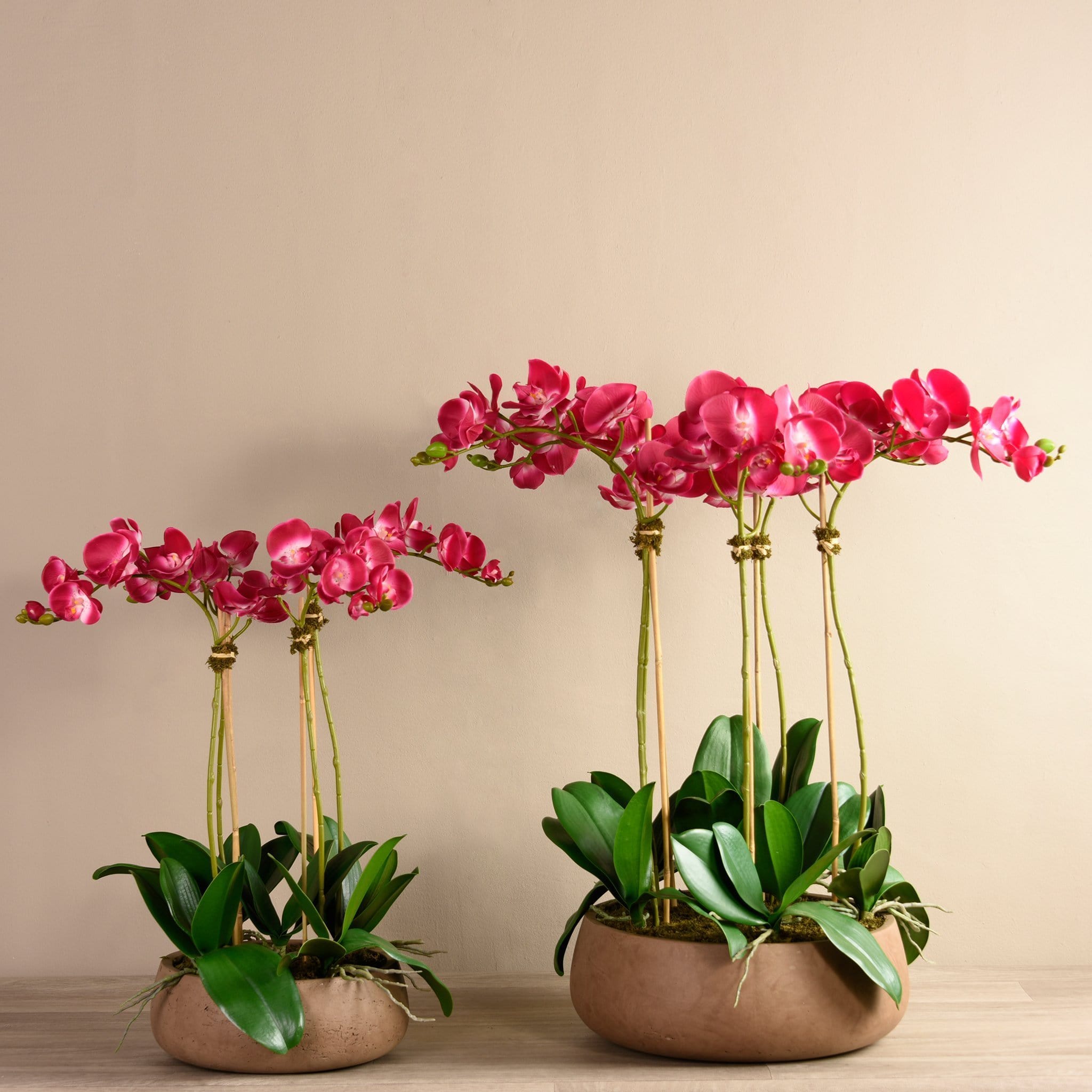 Oasis Orchid Arrangement - Bloomr