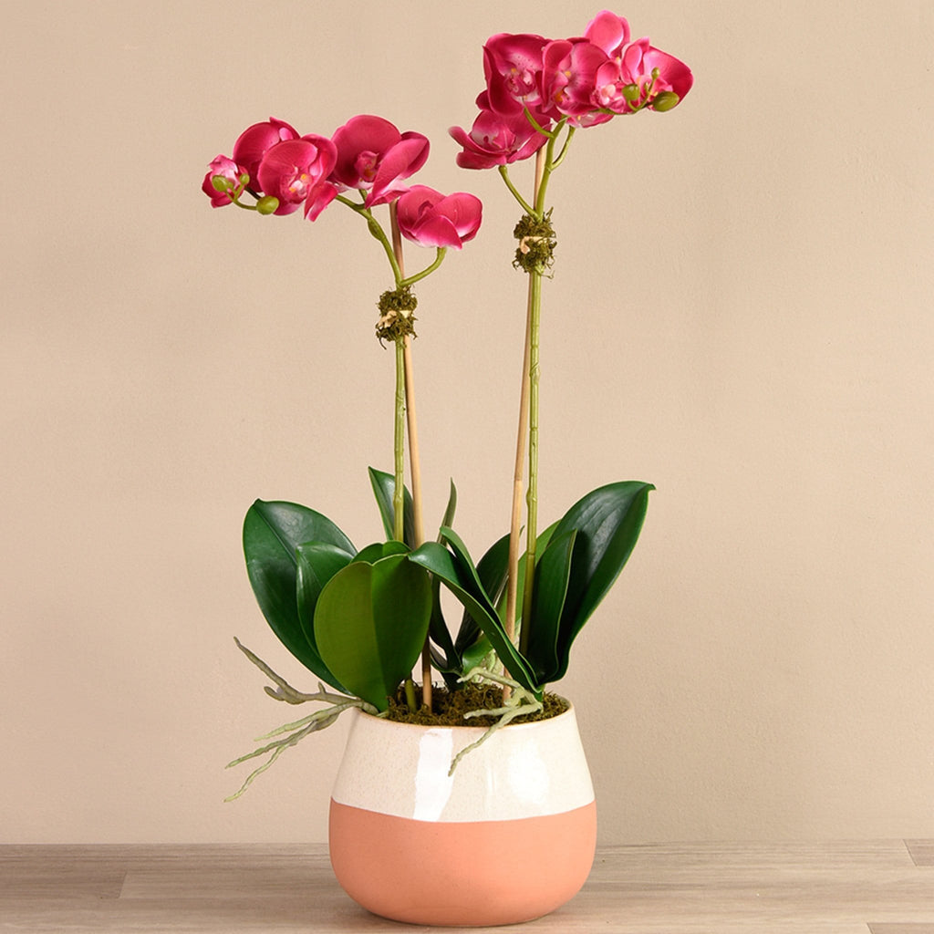 Santa Fe Orchid Arrangement - Bloomr