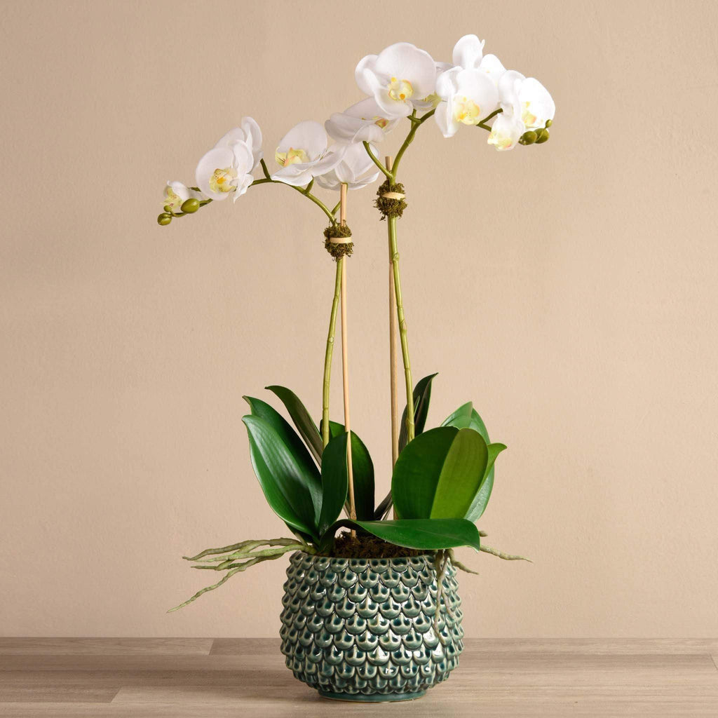 Pearl Orchid Arrangement - Bloomr