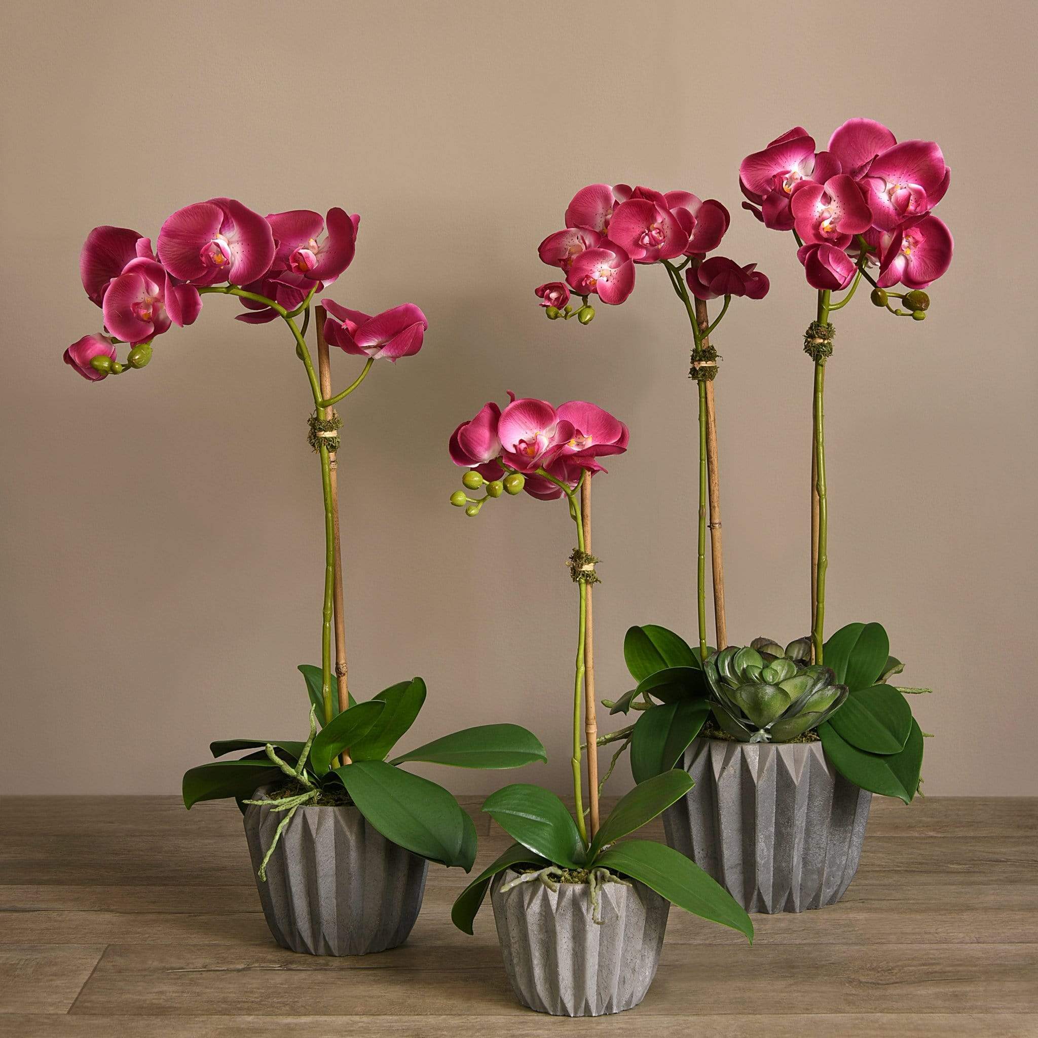 Modern Orchid Arrangement - Bloomr
