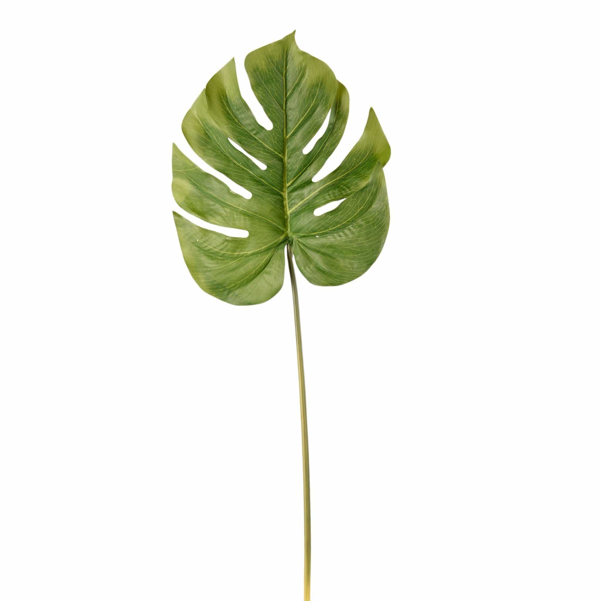 Monstera Leaf - Bloomr