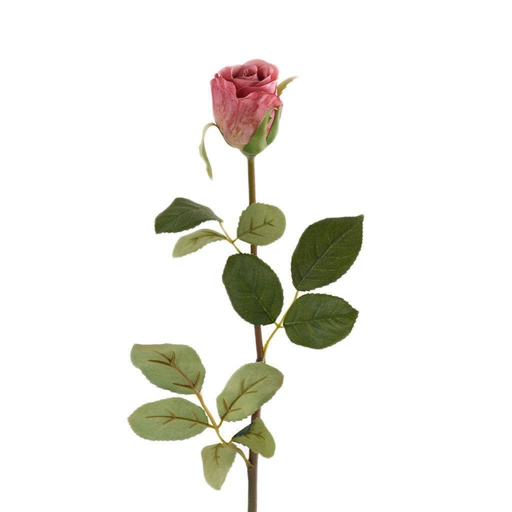 Rose - Bloomr