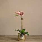 Parisian Artificial Orchid Arrangement - Bloomr