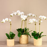 Orchid Arrangement in Ceramic Vase - Bloomr