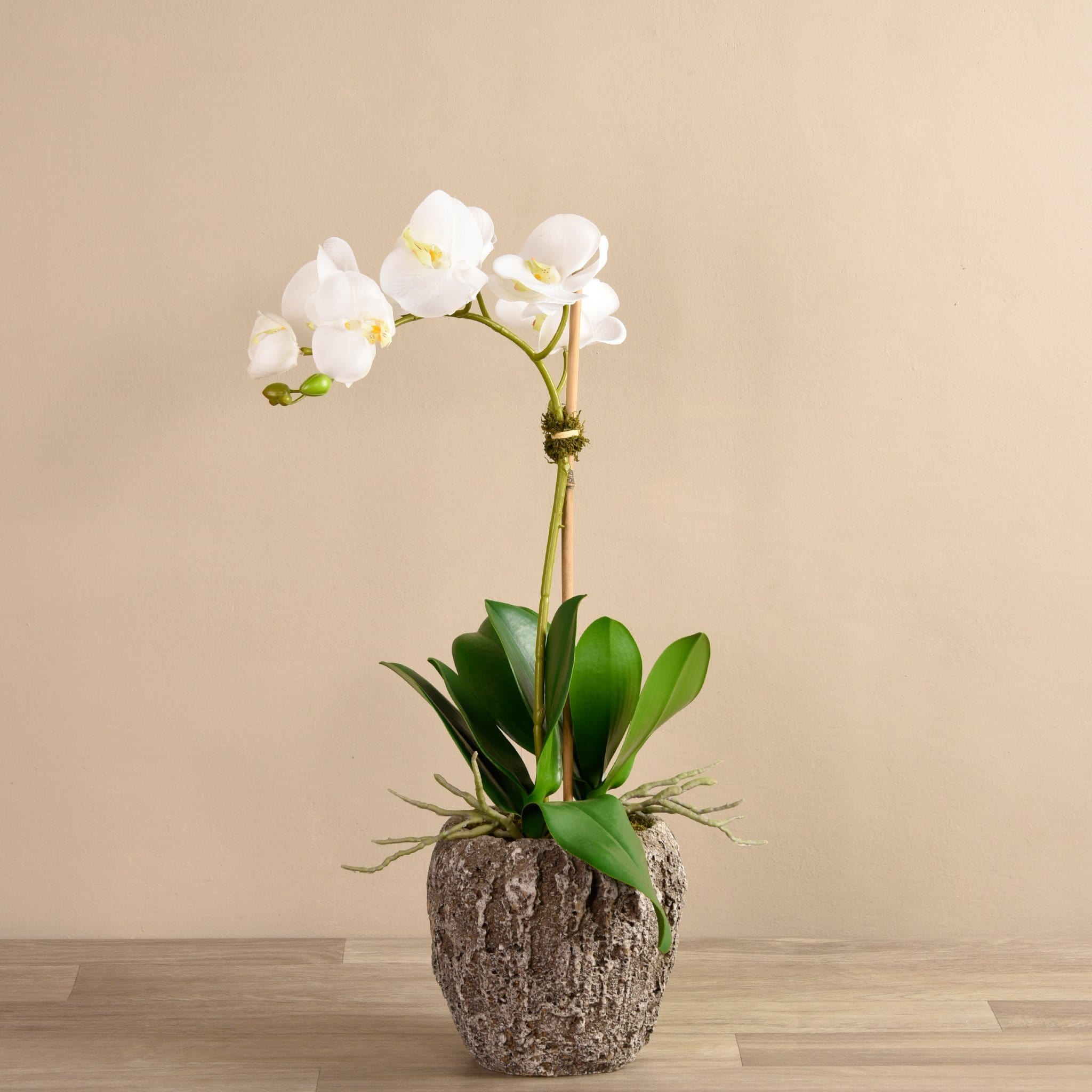 Orchid Arrangement in Concrete Pot - Bloomr