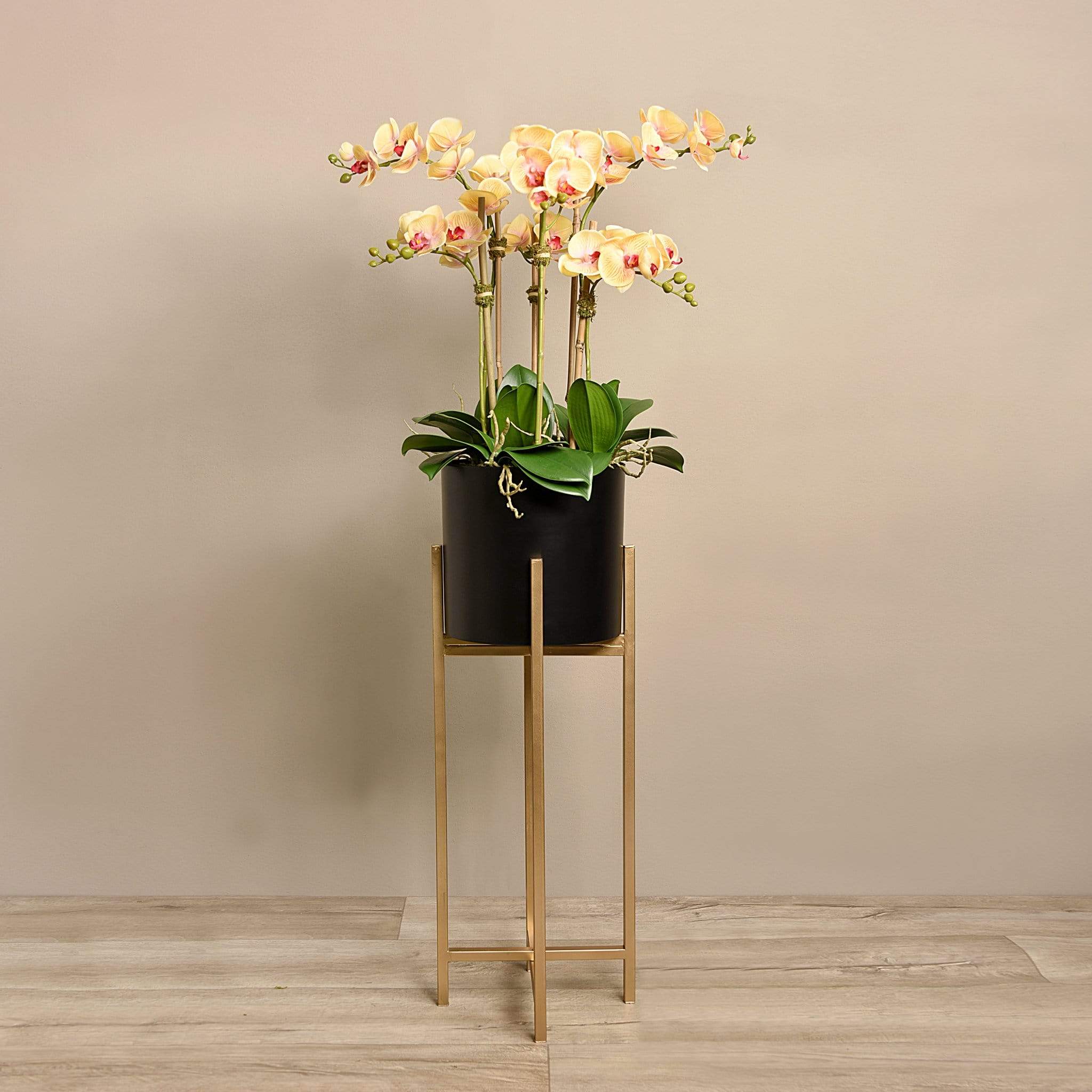 Orchid Arrangement - Bloomr