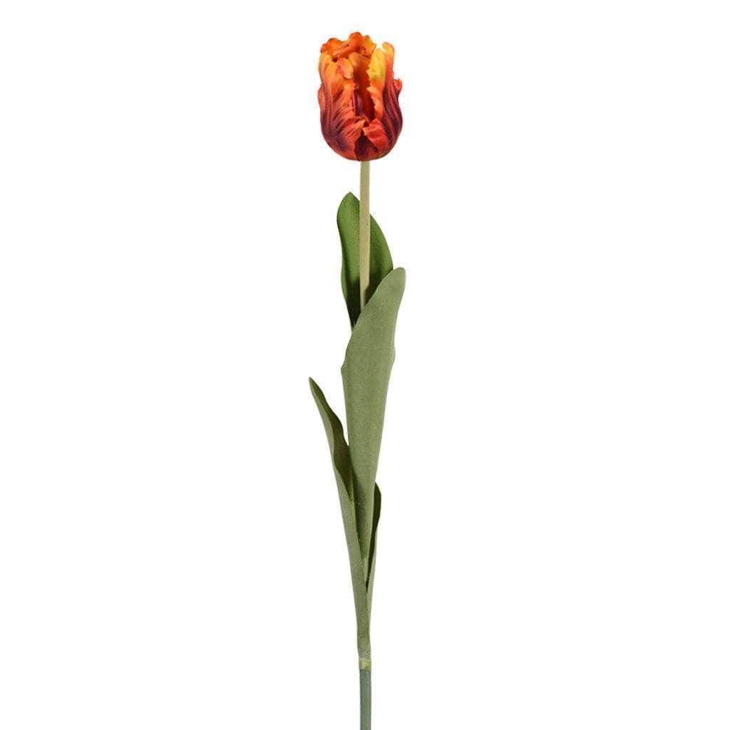 Tulip - Bloomr