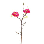 Wild Rose - Bloomr