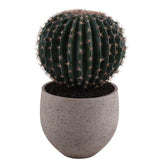 Potted Barrel Cactus - Bloomr