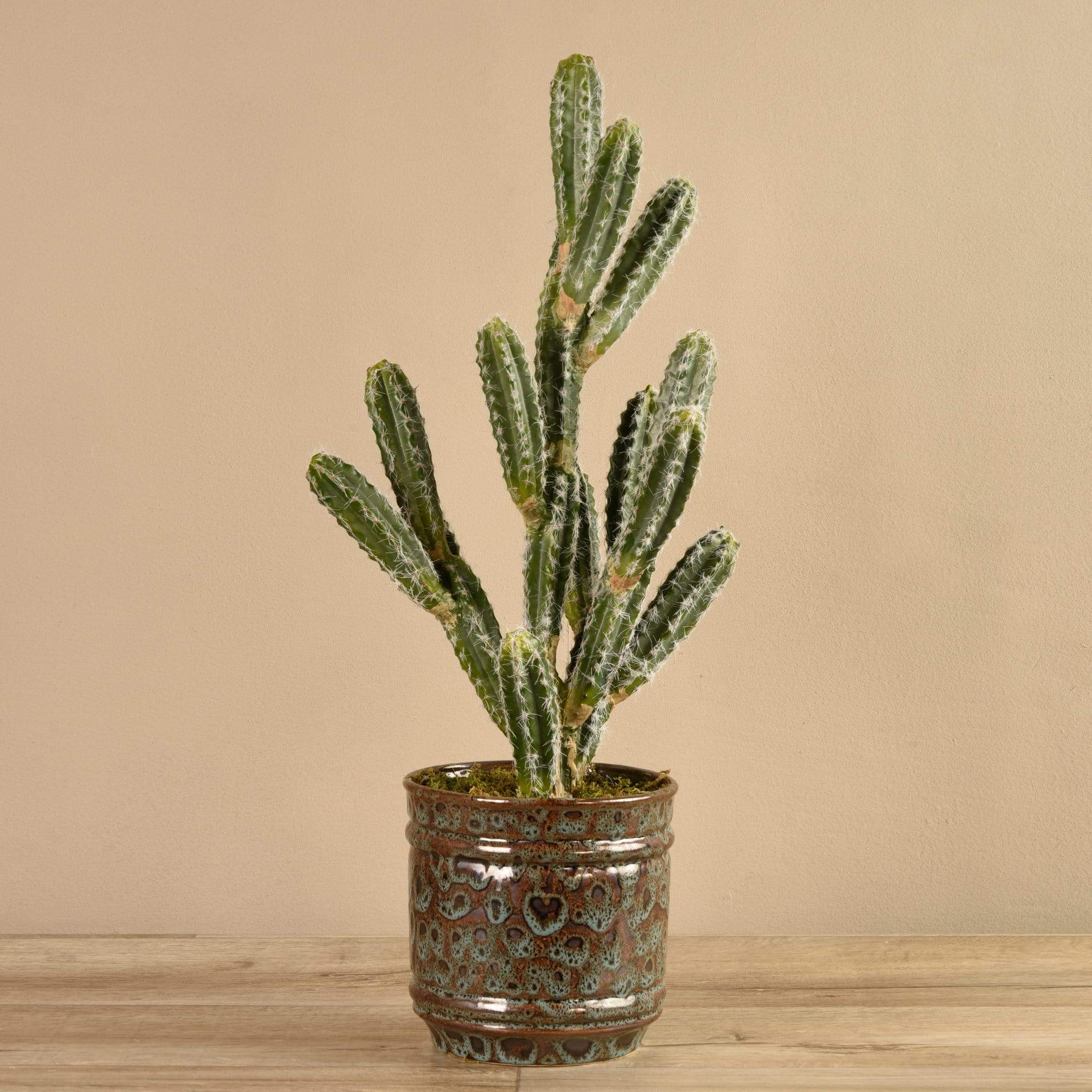 Potted Cactus - Bloomr