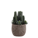 Potted Columnar Cactus - Bloomr