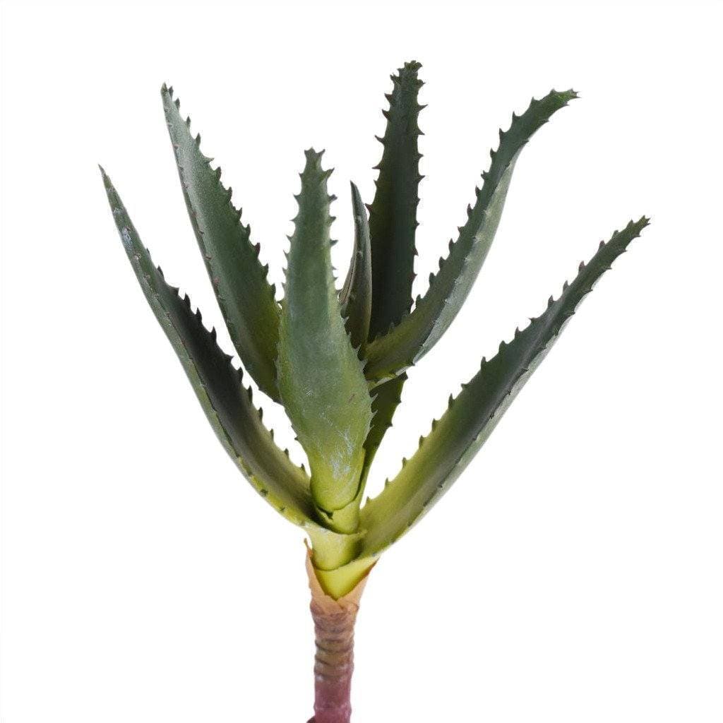 Single Stem Aloe - Bloomr