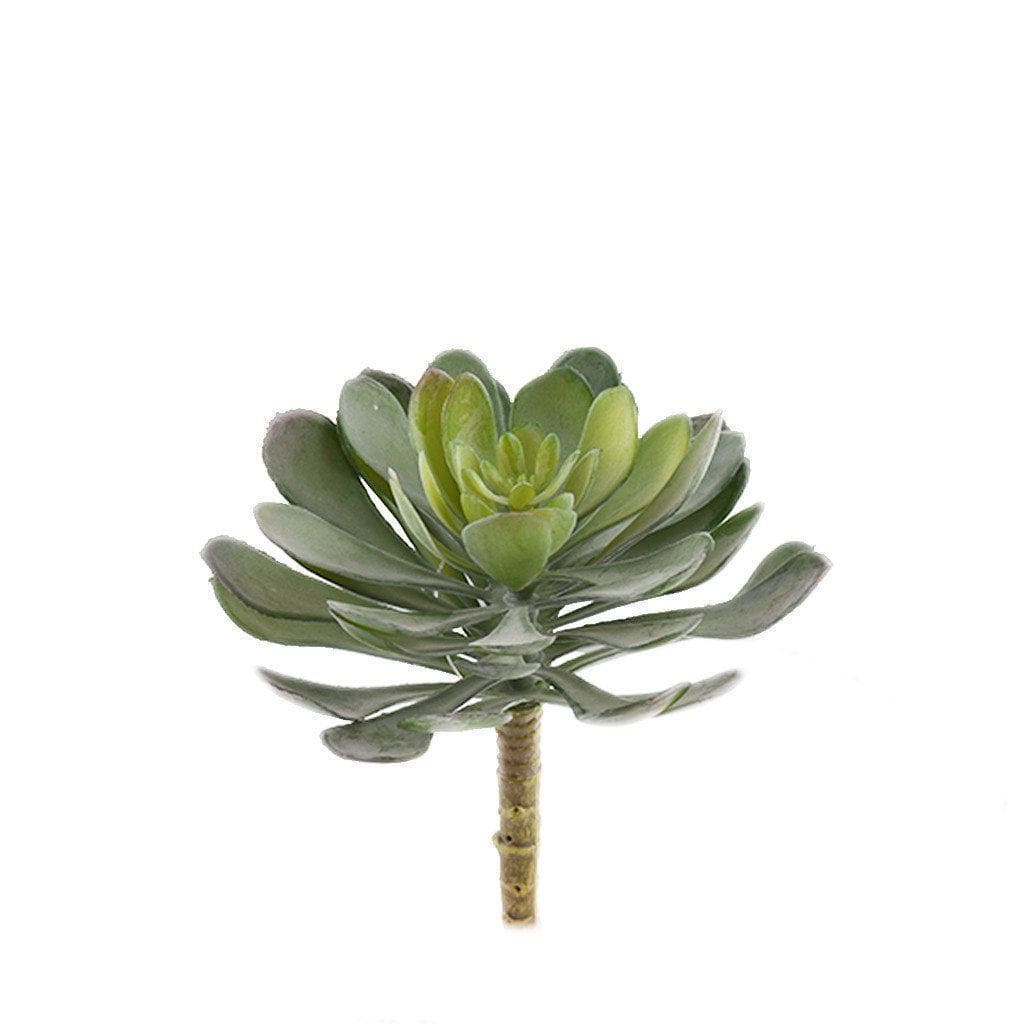 Single Stem Succulent - Bloomr