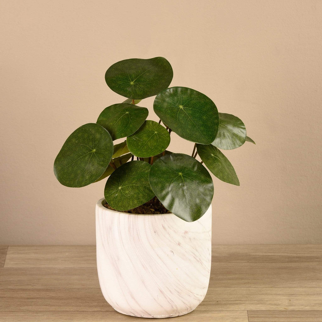 Artificial Potted Pancake Plant - Bloomr