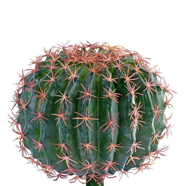 Small Barrel Cactus - Bloomr