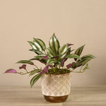 Artificial Potted Vanilla Leaf Plant - Bloomr