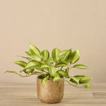 Potted Vanilla Plant - Bloomr
