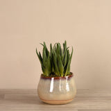 Artificial Santa Fe Aloe Arrangement - Bloomr