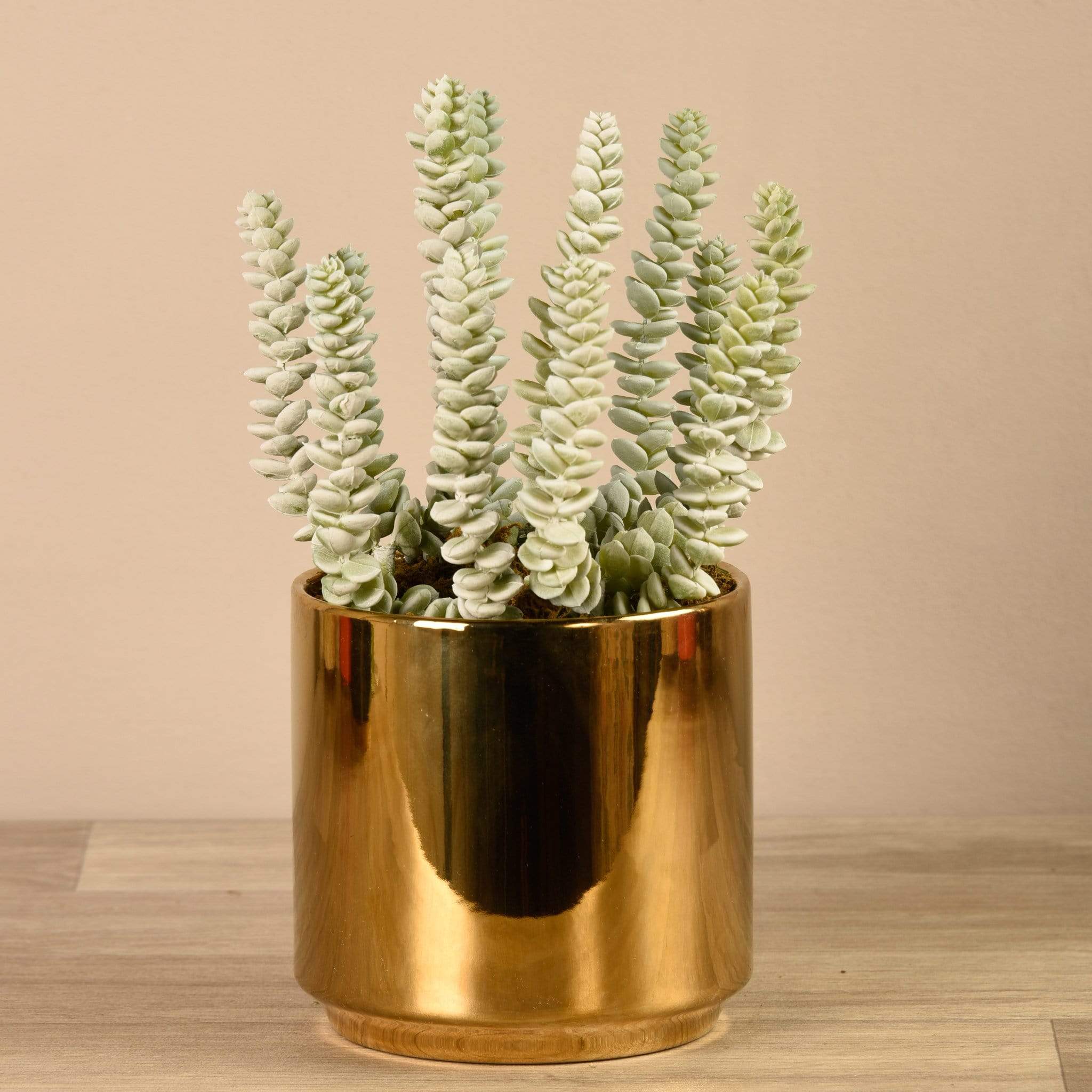 Succulent in Gold Pot - Bloomr