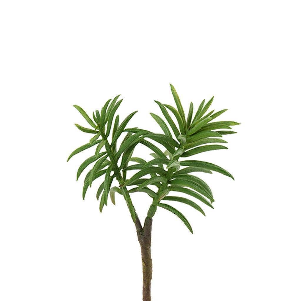 Succulent Stem - Bloomr