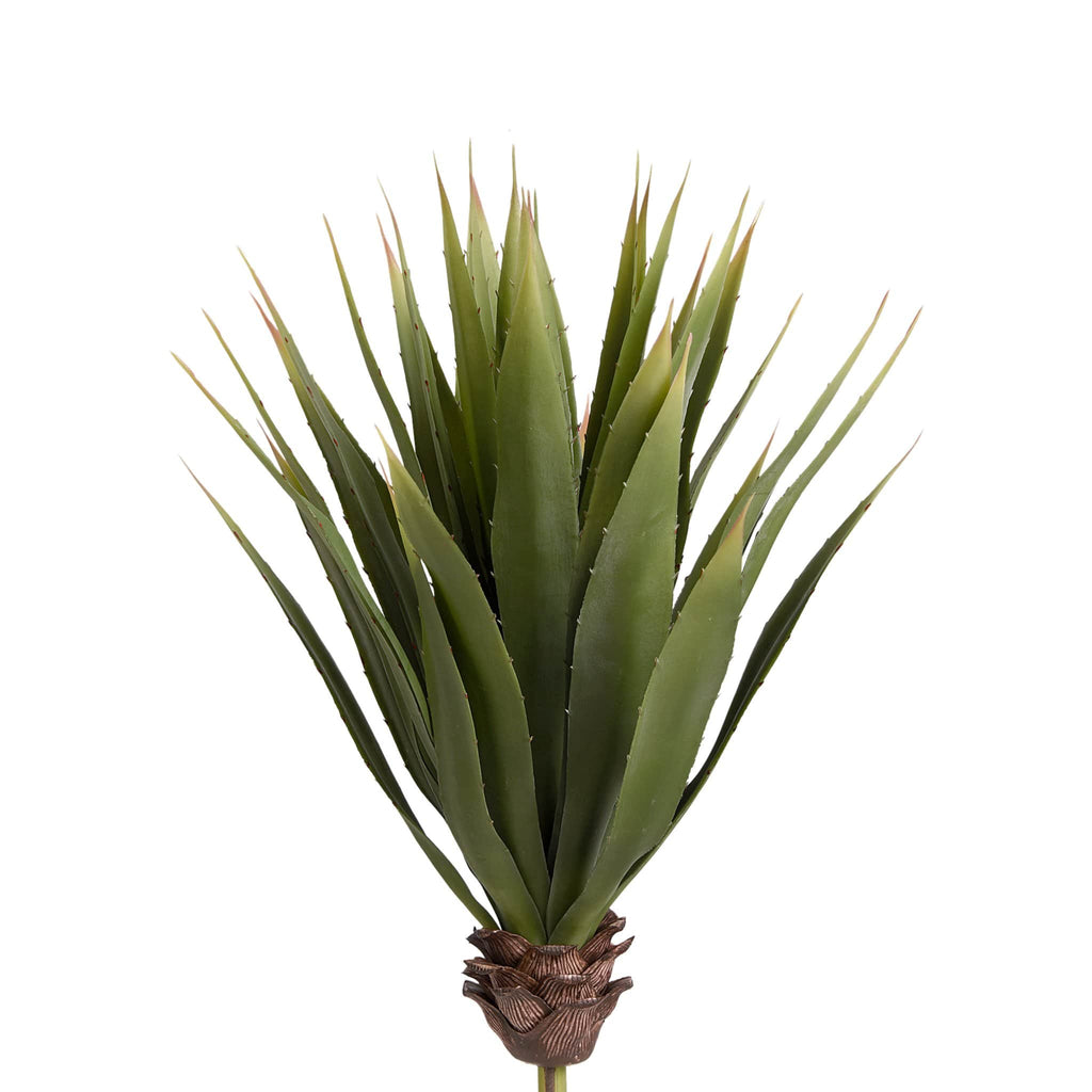 Aloe - Bloomr