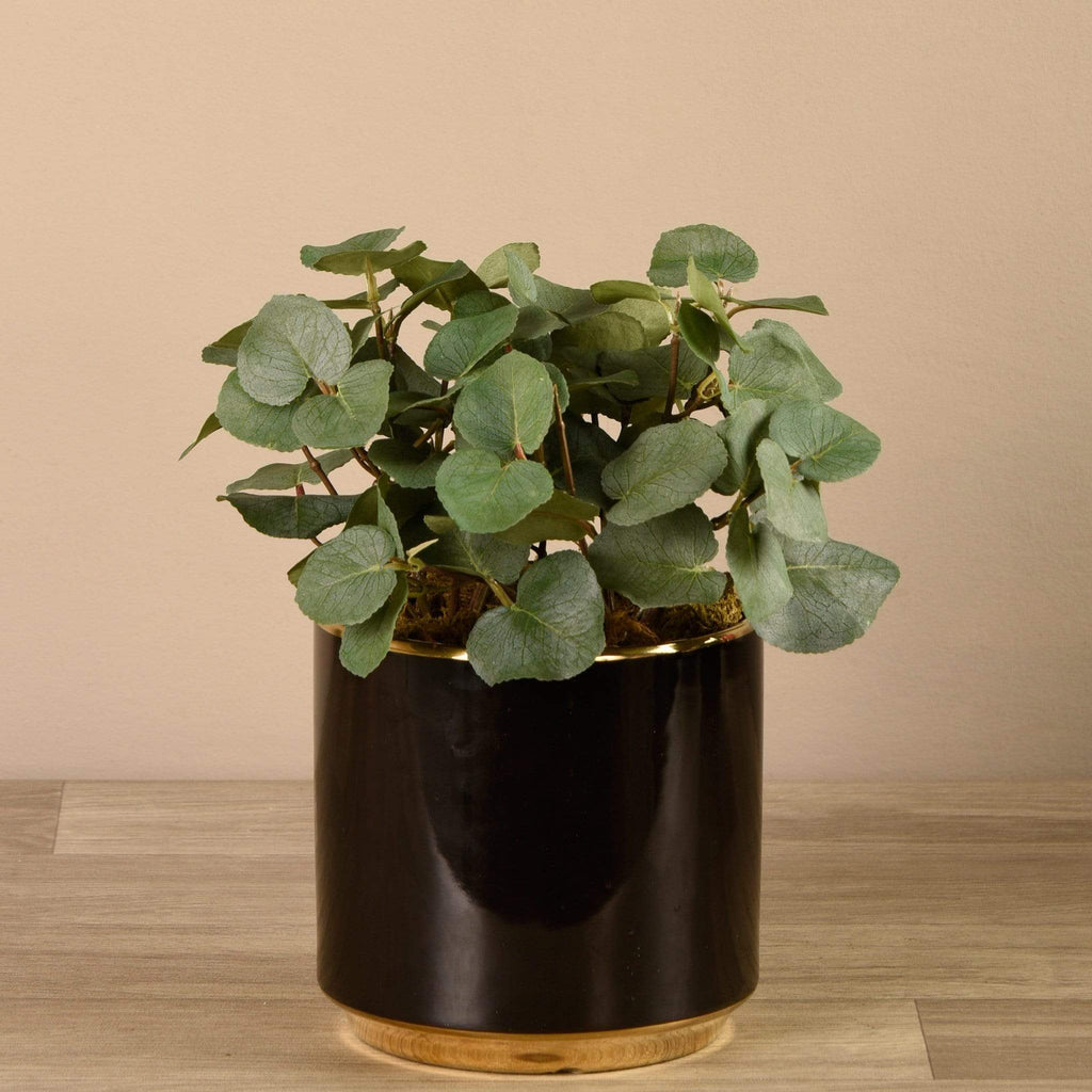 Artificial Eucalyptus in Black Pot - Bloomr
