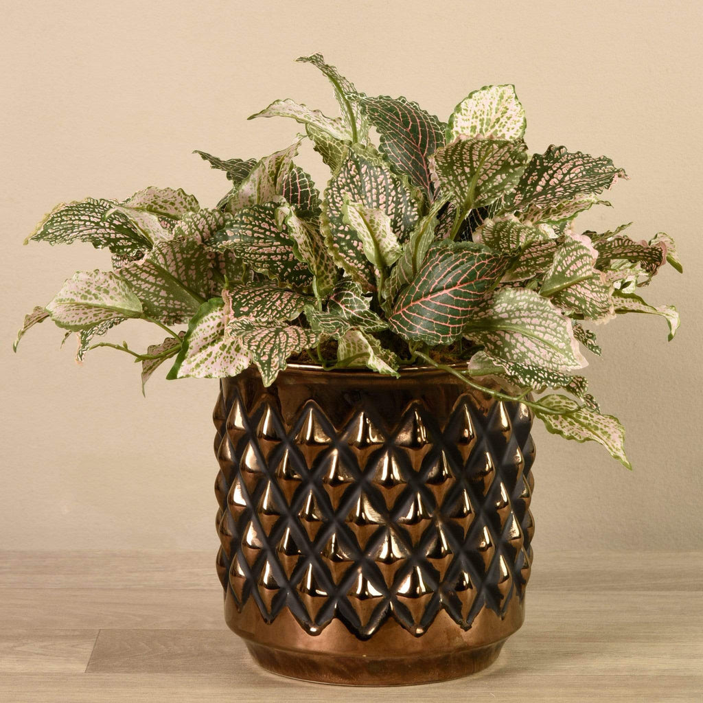 Potted Fittonia - Bloomr