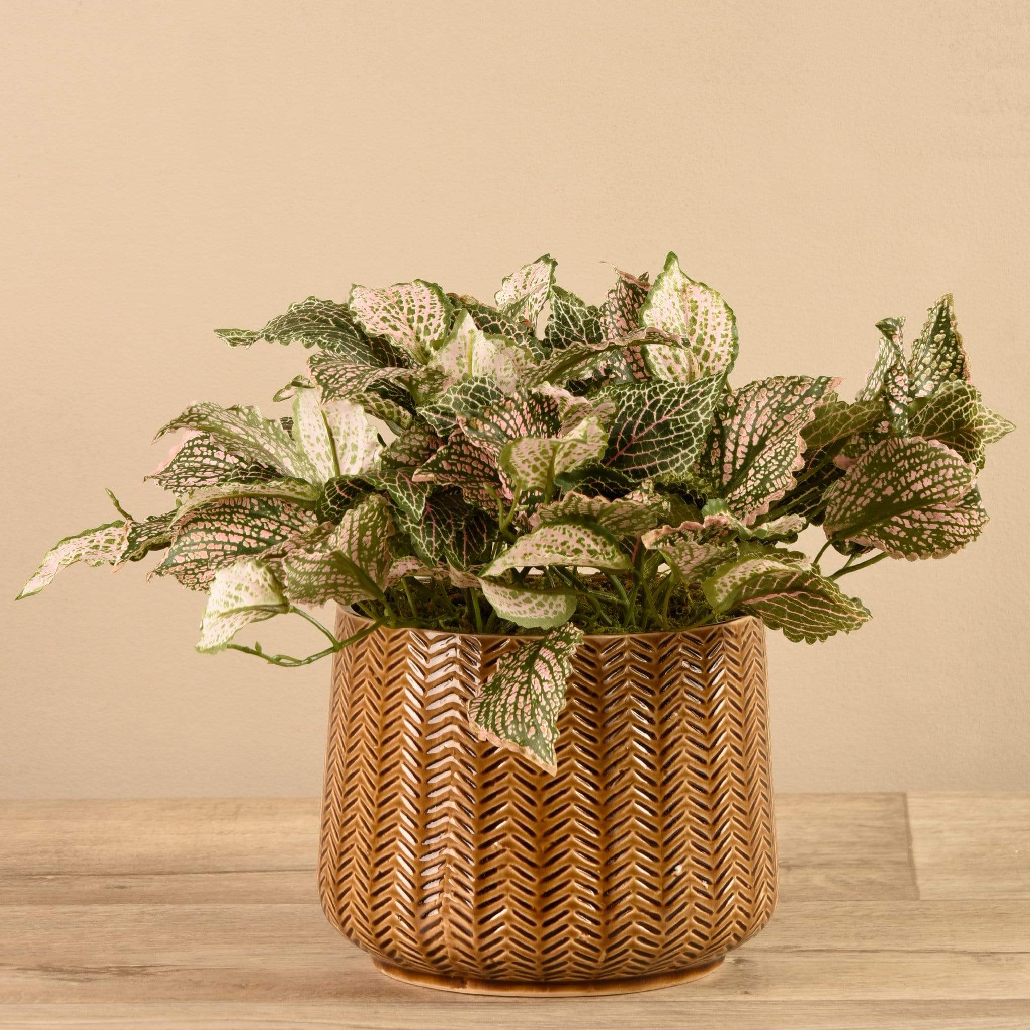 Artificial Potted Fittonia - Bloomr