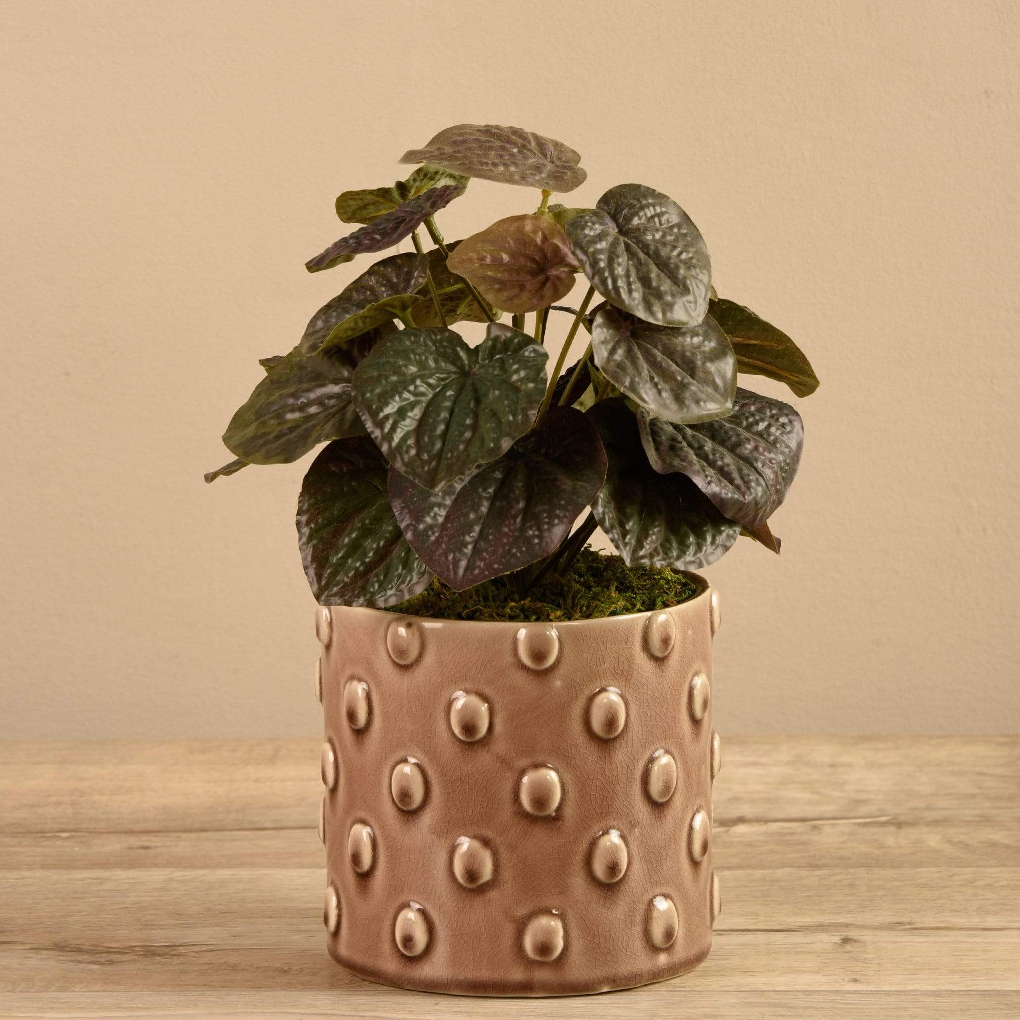 Potted Peperomia - Bloomr