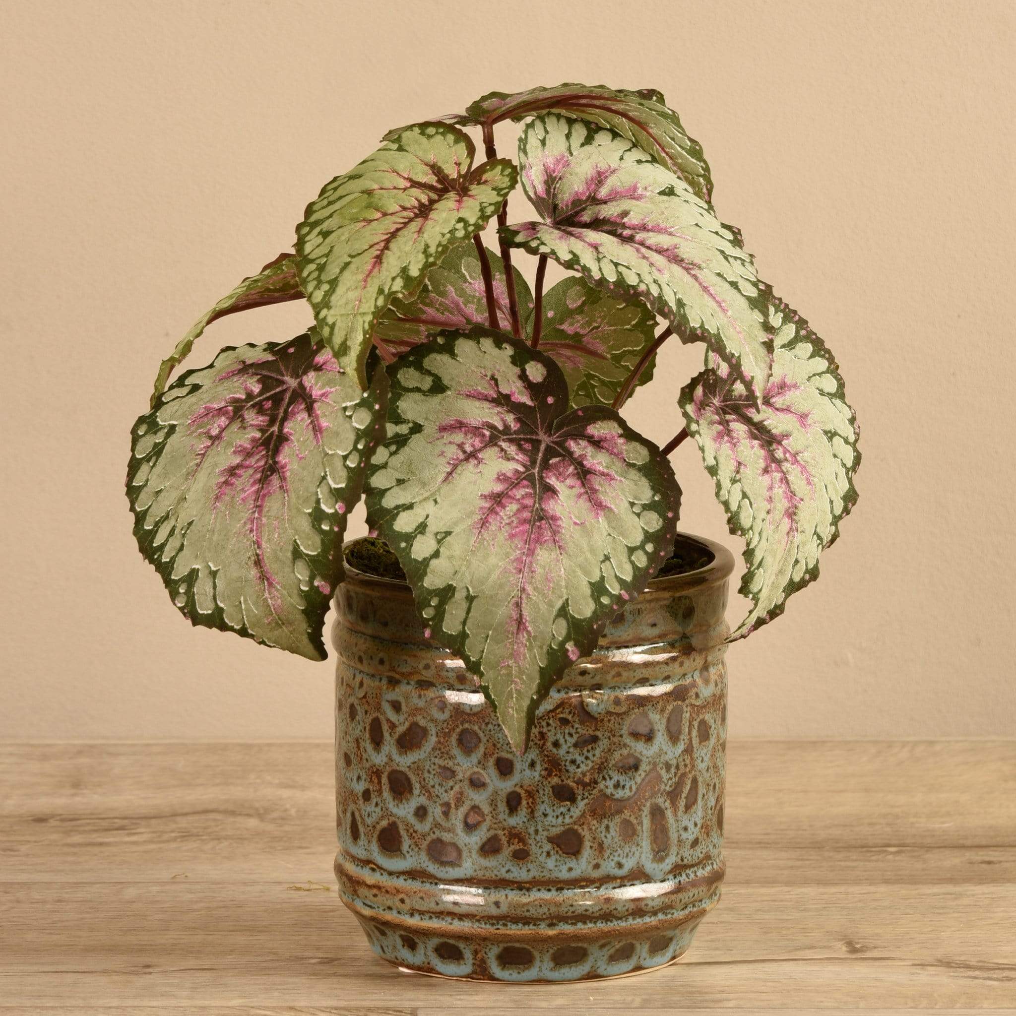 Potted Red Begonia - Bloomr