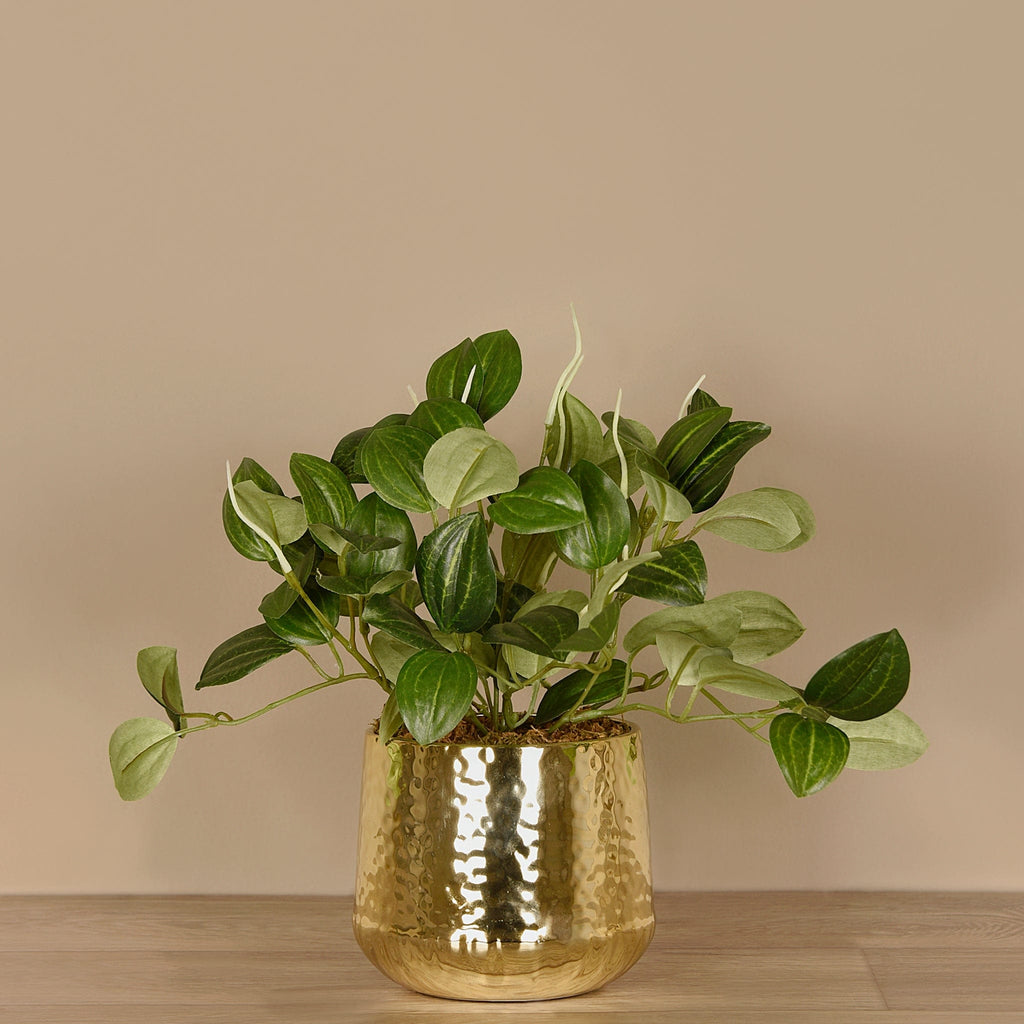 Artificial Potted Peperomia - Bloomr